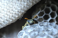 Polistes cf. dominulus.JPG