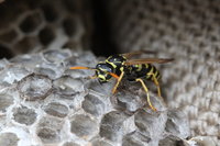 Polistes cf. dominulus auf Nest.JPG