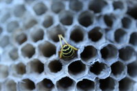 Polistes sp in altem Nest.JPG