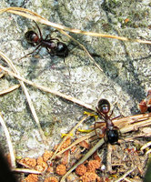 Major-Arbeiterinnen Camponotus ligniperdus .JPG