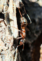 Serviformica sp.JPG