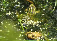 2-Pelophylax_5295.jpg