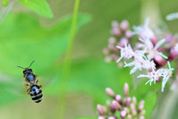 Halictus cf. quadricinctus.JPG