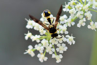 Vermutlich eine Pillenwespe Eumenes sp.JPG