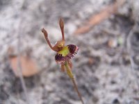 1024px-Fringed_Hare_Orchid.jpg