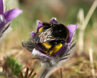 Bombus-terr-in-Pulsatilla.jpg