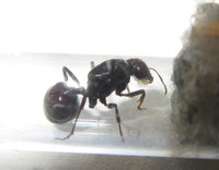 Messor barbarus.JPG