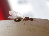 Temnothorax nylanderi Gyne.JPG