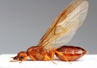 Crematogaster sp..jpg