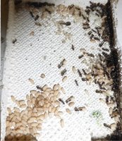 Lasius 2.jpg