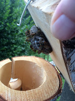 Polistes dominulus Nest gewachsen.JPG