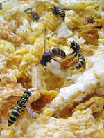 Polistes dominulus vertreibt Dolicovespula media.JPG