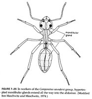 C.saundersi Schema.jpg