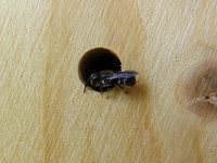 Osmia cf truncorum.JPG