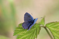 Plebejus cf argyrognomon Männchen.JPG