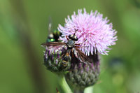 Physocephala cf rufipes 1.JPG