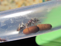 Odontomachus haematodus Verbindungsschlauch.JPG (547.84 KiB) 105098-mal betrachtet Odontomachus haematodus Verbindungsschlauch.JPG