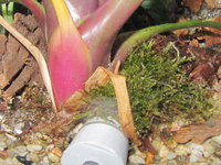 Odontomachus haematodus Nesteingang.JPG (665.78 KiB) 105125-mal betrachtet Odontomachus haematodus Nesteingang.JPG