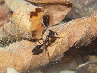 Odontomachus haematodus.JPG (1.51 MiB) 104428-mal betrachtet Odontomachus haematodus.JPG