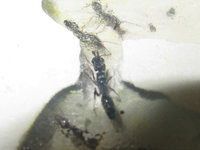 Odontomachus haematodus Gyne.JPG (410.94 KiB) 105096-mal betrachtet Odontomachus haematodus Gyne.JPG