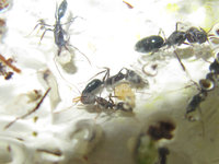 Odontomachus haematodus Larve.JPG