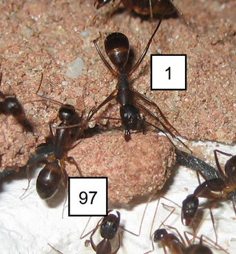 Camponotus fellah Brocken klein.png