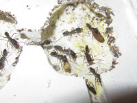Odontomachus haematodus Kolonie2.JPG