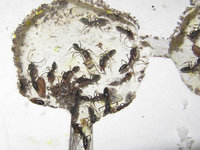Odontomachus haematodus Kolonie.JPG