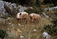 Schweine-104.jpg