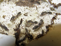 Odontomachus haematodus Nest.JPG