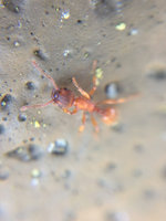 Myrmica sp 16 Feb.jpg