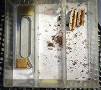 2-T.aff._1300.jpg (902.74 KiB) 53975-mal betrachtet 2-T.aff._1300.jpg