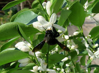 c-Xylocopa2_1350.jpg