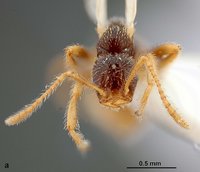 Teleutomyrmex_seiferti_F3a.jpg