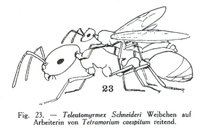 tschneideri03.jpg