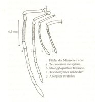 tschneideri04.jpg