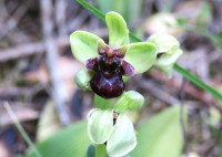 Ophrys-Rotauge_1452.jpg