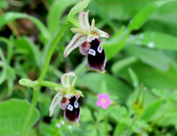 Ophrys-b,kl_1556.jpg