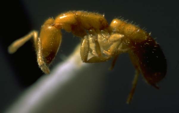 Adetomyrma venatrix C01 worker.JPG