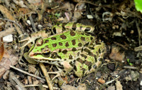 4-Pelophylax_1443.jpg