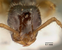 Teleutomyrmex_schneideri_casent0101582_head_1.jpg