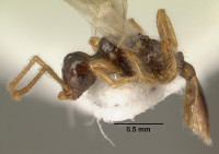 Teleutomyrmex_schneideri_casent0101582_profile_1.jpg