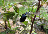 Meloe_0141.jpg (942.44 KiB) 104006-mal betrachtet Meloe_0141.jpg