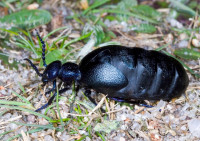 ein-schwarzblauer-oelkaefer-krabbelt-ueber-den-boden-der-kaefer-traegt-in-seinem-koerper-hochwirksames-reizgift-.jpg