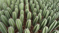 kaktus-des-jahres-2020-die-sprosse-des-gewinners-wird-von-mehreren-rippen-gegliedert-.jpg