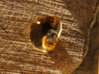 Osmia cornuta 2cm Bohrung.JPG