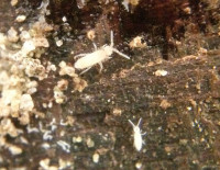 Collembola Springschwanz.JPG (782.71 KiB) 53386-mal betrachtet Collembola Springschwanz.JPG