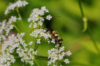 Gefl. Schmalbock, Leptura sp..JPG