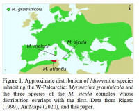 Myrmecina sicula.jpg