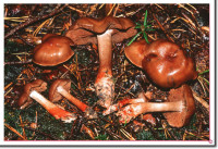 Cortinarius_bulliardii.jpg